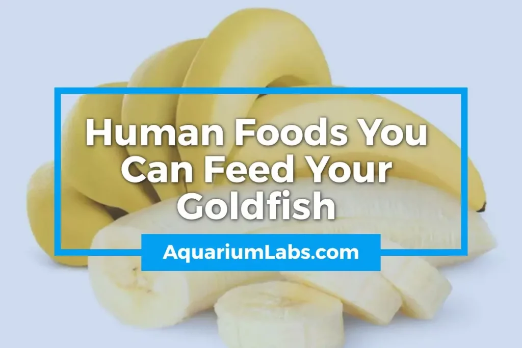 What Human Foods Do Fish Eat? Safe Aquarium Feeding Guide What Human Foods Do Fish Eat? Safe Aquarium Feeding Guide