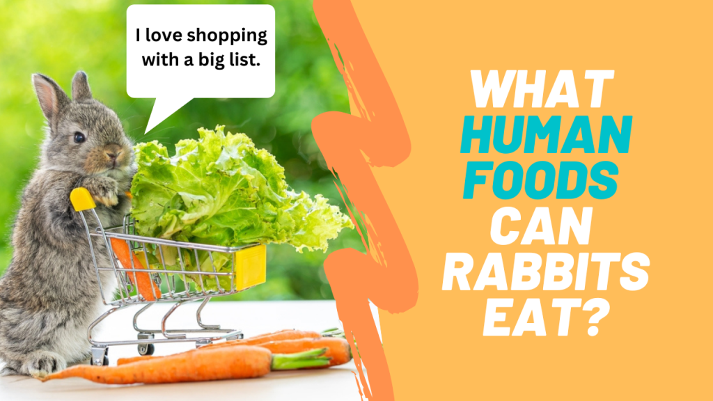 Healthy Human Foods Rabbits Can Eat: Safe Fruits, Veggies & Treats Healthy Human Foods Rabbits Can Eat: Safe Fruits, Veggies & Treats