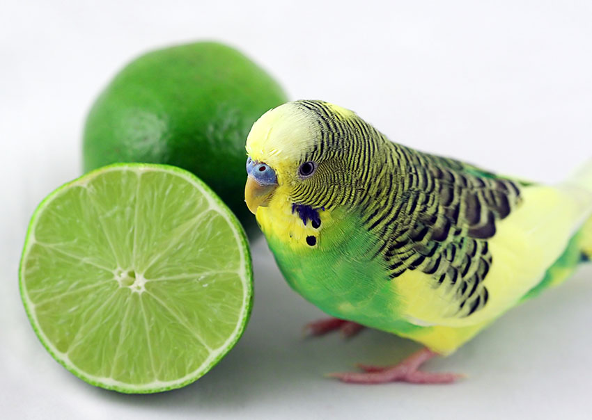 What Human Foods Can Parakeets Eat? Safe Guide & Feeding Tips What Human Foods Can Parakeets Eat? Safe Guide & Feeding Tips