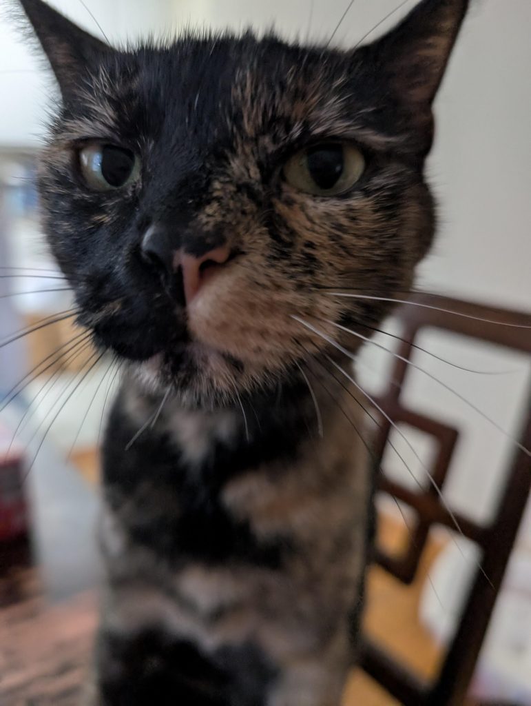 Cat Obsessed with Human Food? Smart Ways to Curb Feline Cravings