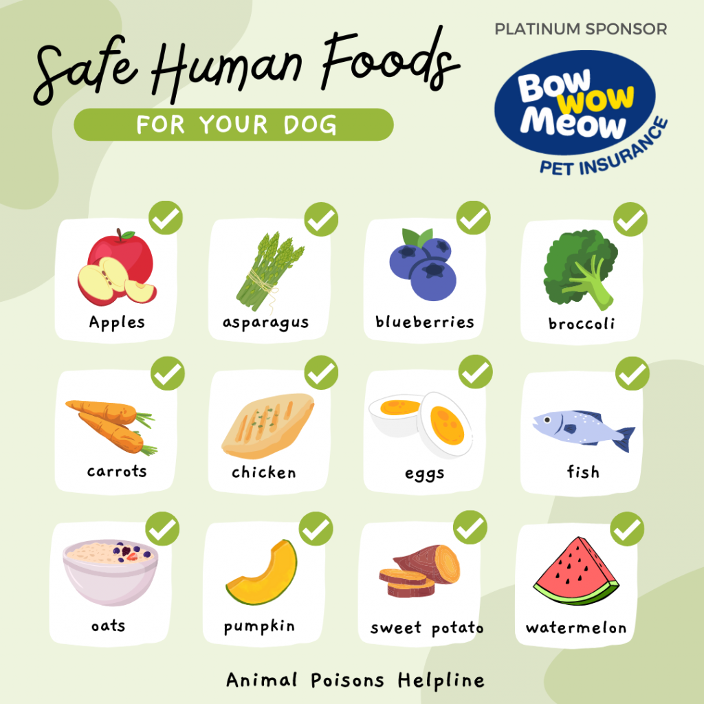 What Human Foods Can Fish Eat? Safe Feeding Guide What Human Foods Can Fish Eat? Safe Feeding Guide