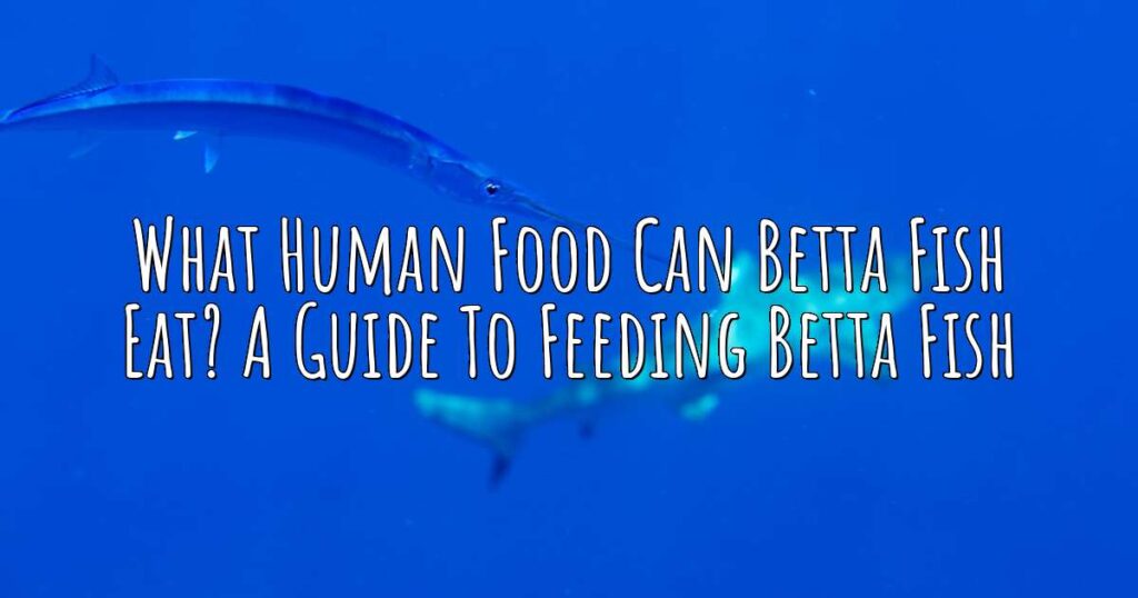 Can Fish Eat Human Food? Safe & Healthy Feeding Tips for Your Fish Can Fish Eat Human Food? Safe & Healthy Feeding Tips for Your Fish